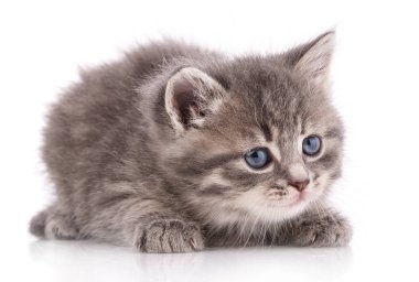 Beyaz arka planda dinlenen gri kedi yavrusu.