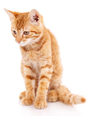 Kırmızı kedi yavrusu. Oturan kedi. Beyaz arka planda kedi yavrusu.