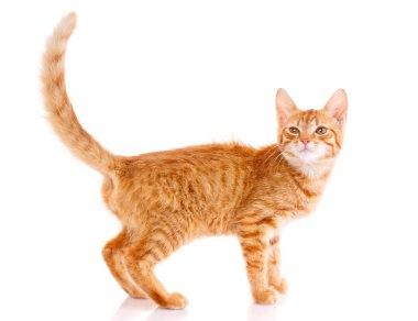 Kedi, evcil hayvan ve sevimli kavram - beyaz bir arka plan üzerinde kedi yavrusu.