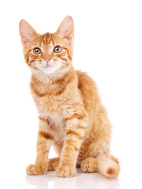 Kırmızılı küçük kedi beyazda soyutlanmış