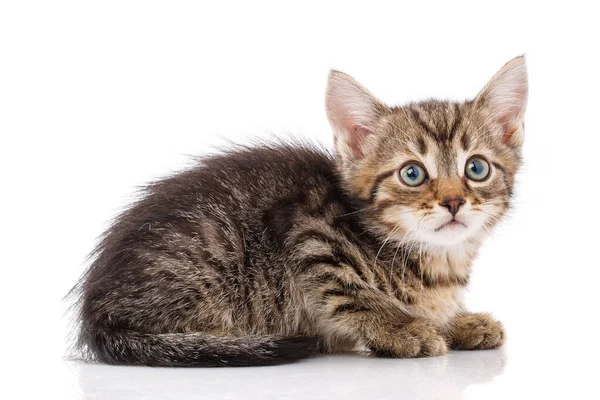 Liten grå kattunge isolerad på vit bakgrund — Stockfoto