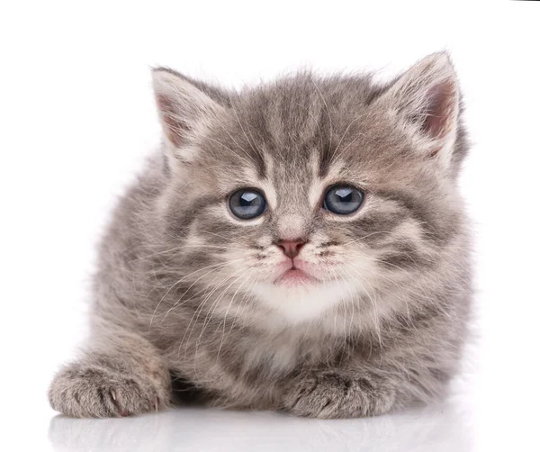 stock image Kitten looking at camera on white background