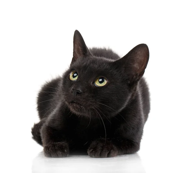 Tabby Black Shorthair Gatinho sobre fundo branco. Gatinho bonito shorthair — Fotografia de Stock