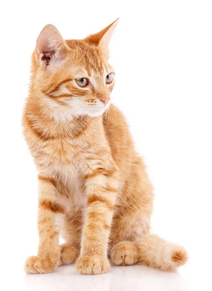 Primer plano gato naranja mirando hacia otro lado. aislado en blanco — Foto de Stock