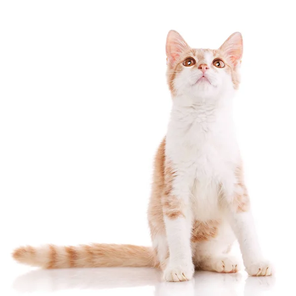 Vörös cica. Ülő macska. Cica egy fehér háttér. — Stock Fotó