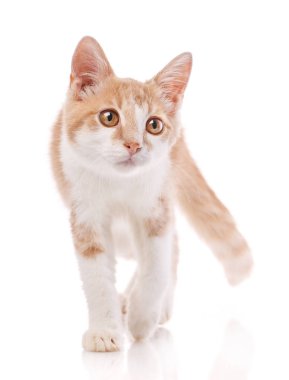 Kırmızı erkek kedi, kameraya doğru yürüyor. İzole edilmiş