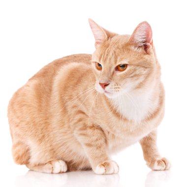 Kedi, evcil hayvan ve sevimli kavram - beyaz bir arka plan üzerinde kedi yavrusu. Kedi posteri
