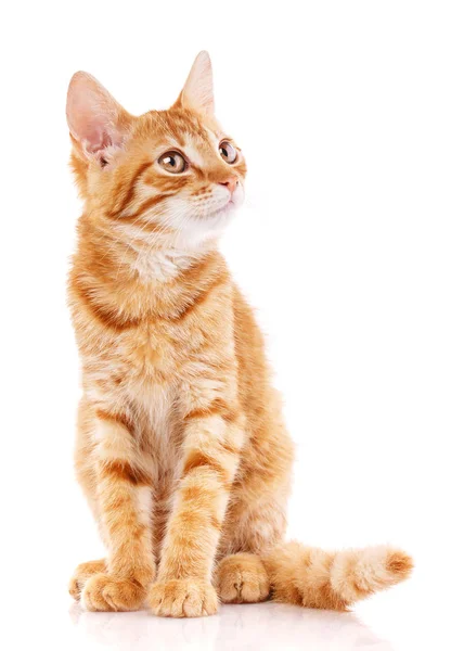 Egy Aranyos Kiscica Portréja Macska Tenyészet Nélkül Szerencsétlen Macskának Segítség — Stock Fotó