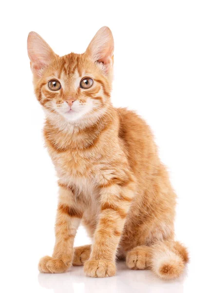Retrato Gato Ruivo Olhar Para Câmara Fechar — Fotografia de Stock
