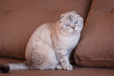 Çok güzel safkan gri bir kedi. Fotoğraf gülümsemeye ve olumlu duygulara neden olur. Bir evcil hayvan dükkanının ya da kedi mamasının reklamını yapmaya uygun. İskoç cinsi.