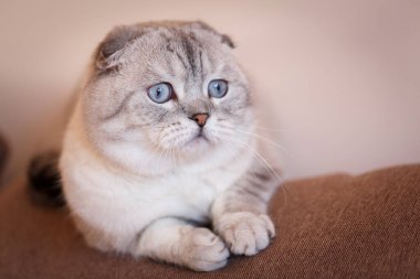 Şirin İskoç kedisi kanepede uzanıyor ve başka tarafa bakıyor. Seçici odak