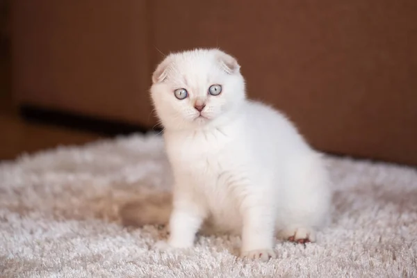 Muzzle Funny Scottish Kitten Who Looks Amazement Camera Thoroughbred Kitten — Stock Photo, Image
