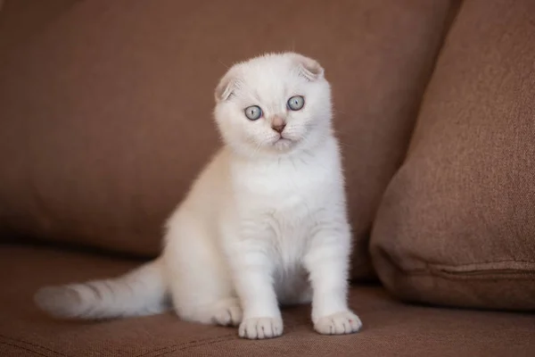 Gato Dobrado Escocês Retrato Animal Bebé Travesseiros Fundo Beleza Sofá — Fotografia de Stock