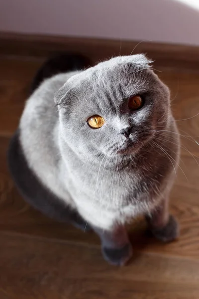 Lindo Gato Gris Con Ojos Amarillos Bigote Largo Calienta Sol —  Fotos de Stock