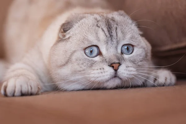 Gatos Engraçados Com Grandes Olhos Azuis Sofá Casa Fechar — Fotografia de Stock