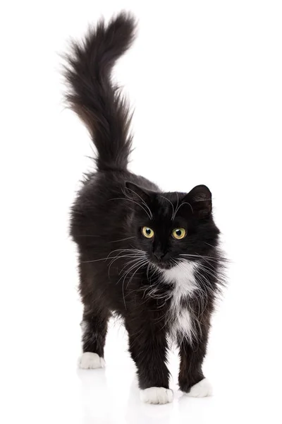 Studio Porträtt Den Unga Svarta Katten Vit Bakgrund Isolerad Vit — Stockfoto