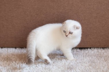Komik duygusal ağızlık ve mavi gözleri olan sevimli beyaz İskoç kedi yavrusu. Ev içinde yaşam tarzı portresi. Oyuncak bir kedi yavrusu oyunu bekliyor. Güzel aktif kedi yavrusu dinleniyor..