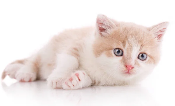 Porträt Einer Interessanten Katze Nahaufnahme Isoliert Auf Weißem Hintergrund — Stockfoto