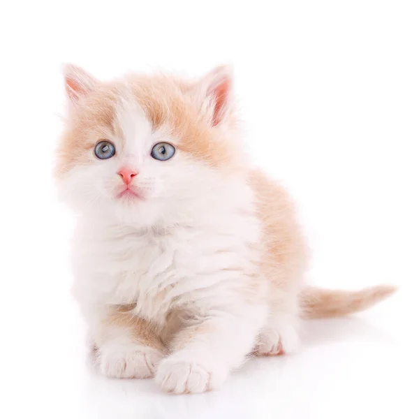 Sweet Domestic Cat Portrait White Background — Stock Photo, Image