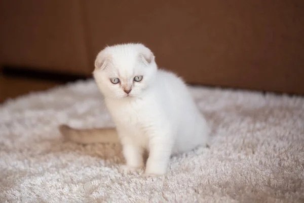 Pequeno Gatinho Escocês Branco Dobrado Senta Tapete Leve Suave Olha — Fotografia de Stock