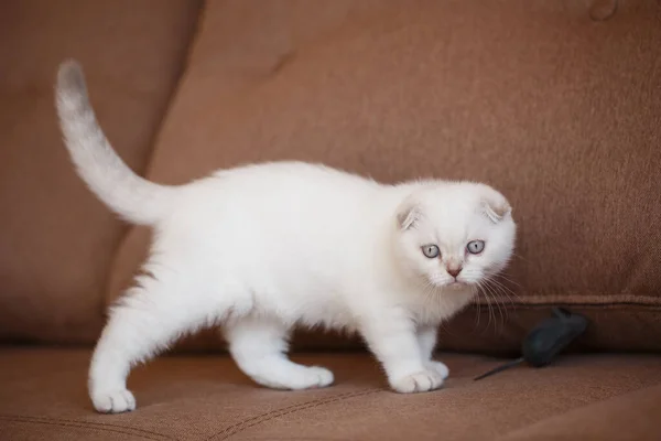 Mascotas Gatito Escocés Camina Sobre Sofá Atento Inteligente Enfoque Cara —  Fotos de Stock