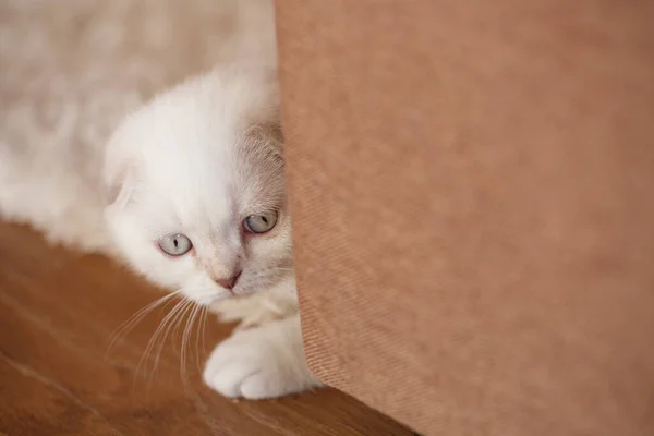 有一双明亮眼睛的白猫从沙发后面看去 游戏时间 — 图库照片