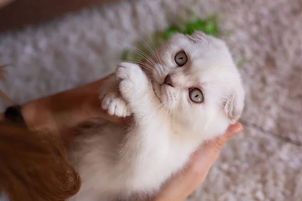 Mignon Petit Chaton Blanc Dans Les Mains Propriétaire Vue Dessus — Photo