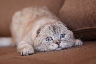 İtaatkar gözlü gri bir İskoç kedisi kanepede yatıyor..