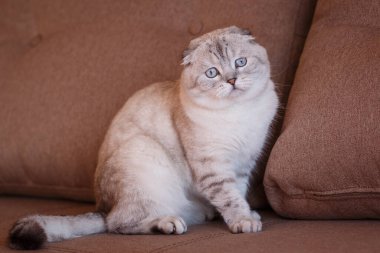 İskoç Katlanmış Kedi portresi. İskoç bir kedi kanepede oturur..