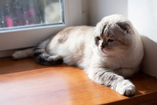 Scottish light gray cat breed. The cat is basking in the sun by the window. Relaxation concept.