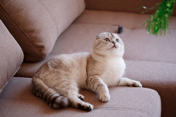Seekor Kucing Ras Skotlandia Yang Digulung Terletak Sofa Dan Bermain — Stok Foto