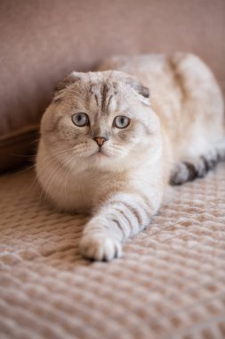 Şaşırmış kedi portresi. Bir İskoç kedisi kanepede yatar ve hayattaki geçmiş hikayeleri yansıtır. İskoç Katlaması