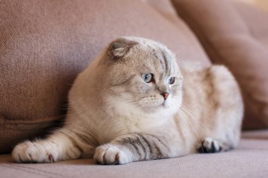 Çok güzel safkan gri bir kedi. Fotoğraf gülümsemeye ve olumlu duygulara neden olur. Bir evcil hayvan dükkanının ya da kedi mamasının reklamını yapmaya uygun. İskoç cinsi.