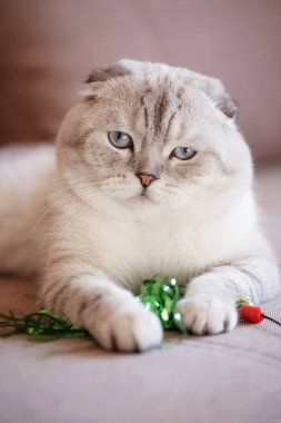 Çok güzel mavi gözlü bir kedi rahat bir sandalyeye uzanıyor ve kameraya bakıyor. Safkan kedi..