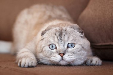 Evdeki kanepede büyük mavi gözlü komik kediler. Kapat..