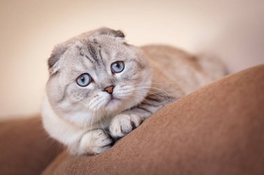 Güzel gri kedi. Kanepedeki odada İskoç kedi yavrusu var. Bir kedinin portresi.