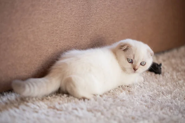 Lindo Gatito Blanco Está Acostado Una Alfombra Suave Suelo Jugando —  Fotos de Stock