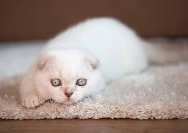 Een Raszuiver Katje Ontspant Een Zachte Mat Foto Van Baby — Stockfoto