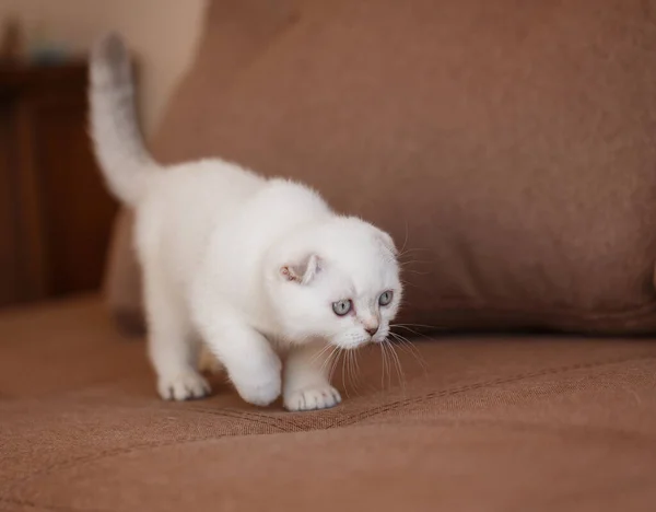 Pet Gatinho Escocês Caminha Sofá Parece Atento Inteligente Foco Rosto — Fotografia de Stock