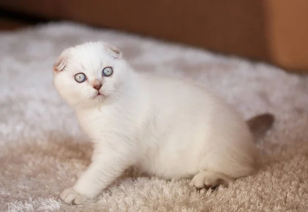 Gatito Lindo Juguetón Mira Cámara Con Ojos Grandes Divertidos Gatito — Foto de Stock