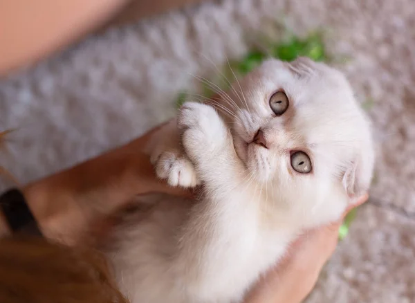 Gefokte Kat Van Schots Ras Het Kitten Ligt Handen Van — Stockfoto