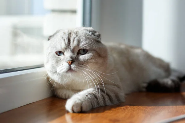 Schattig Schots Ras Kat Met Gele Ogen Liggend Het Venster — Stockfoto