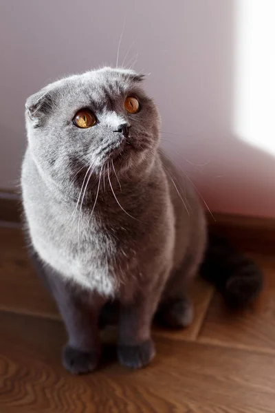 这只灰色的猫美丽而快乐地坐在房间的地板上来自太阳的光芒落在猫身上 — 图库照片