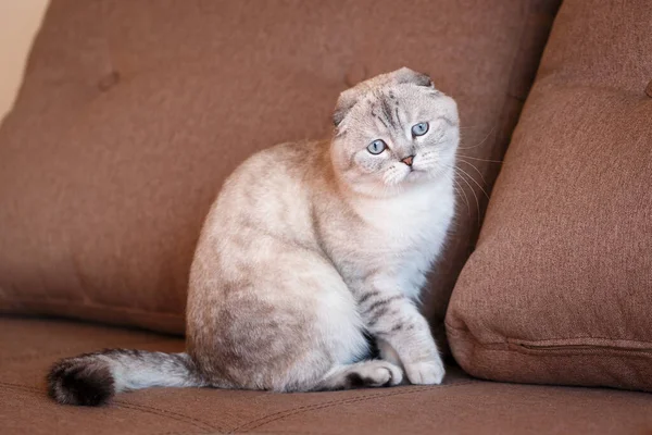 猫坐在有枕头背景的褐色沙发上 可爱的小家猫 一只悠闲优雅的猫 — 图库照片