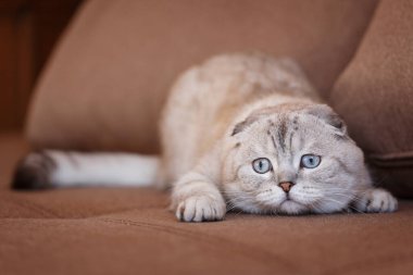 İtaatkar gözlü gri bir İskoç kedisi kanepede yatıyor. Bulanık arkaplan.