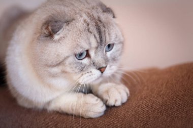 Bir kedi portresi. İskoç ırkının gri kedisi. Evcil hayvan kavramı. Web sitesi için pankart.