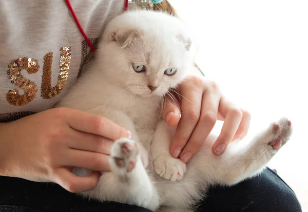 Вирощений Кіт Шотландської Породи Кошеня Сидить Руках Дівчини Коти Мають — стокове фото