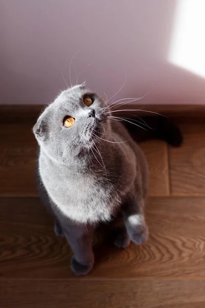 Velmi Krásná Tmavě Šedá Kočka Cítí Šťastná Naprosto Pohodě Slunce — Stock fotografie