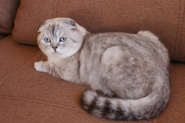 Gray Young Scottish Cat Relaxing Brown Sofa Bright Sunny Day — Stock Photo, Image