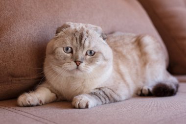 Çok güzel mavi gözlü bir kedi rahat bir sandalyeye uzanıyor ve kameraya bakıyor. Safkan kedi..